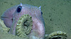 Octopus 5 29