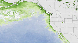 החוף המערבי הרעיל הבלום האלגאלי קשור בכתם החם של האוקיאנוס השקט