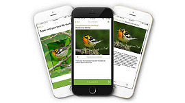 app per uccelli 12 31
