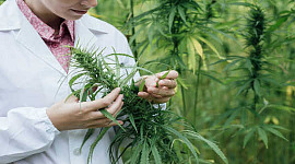 A cannabis causa doença mental?