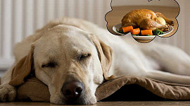 לכלבים יש פי 3 יותר BPA לאחר אכילת מזון משומר