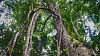 تیزی سے بڑھتی ہوئی لانا انگور چڑھنے اور نئے درخت کی ترقی کے پیچھے گلے لگاتے ہیں. تصویر: فلکر کے ذریعے پال گارڈارڈ