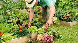 Growing Veggies, Not Grass, Will Cut Greenhouse Gases