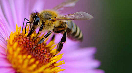 Что является лучшим способом улучшить место обитания пчел?