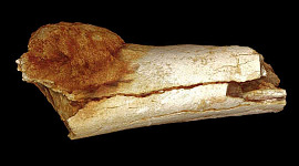 A lábcsont külső morfológiájának volumenben nyújtott képe mutatja az elsődleges csontrák kiterjedésének mértékét a csont felszínén túl. Patrick Randolph-Quinney (UCLAN)