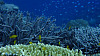 نحن نفكر في الشعاب المرجانية كنظام بيئي متنوع ، ولكن كل مرجان هو عالم مجهري كامل ومعقد من الكائنات الحية التي لا يمكن تصورها لأعيننا. فلوريان Devloo-Delva ، قدم المؤلف