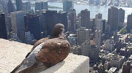 นกพิราบคือ "นกขมิ้นในเหมืองถ่านหิน" เพื่อการได้รับสารตะกั่ว
