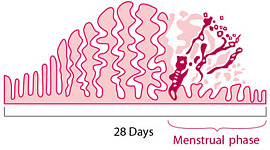 O ciclo menstrual curto está ligado à baixa fertilidade