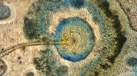 Aspergillus niger, dandelion kulat Michael Taylor