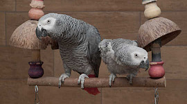 Papagaios cinzentos africanos são melhores com alguma companhia. Papooga, CC BY