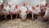 Høres alarm om antibiotika på grisplanter