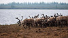 עדרי איילים באזור צפון סיביר המתחמם עלולים לשאת את חיידק האנתרקס. תמונה: //www.flickr.com/photos/131954425@N08/"> אלכסנדר פופוב דרך פליקר