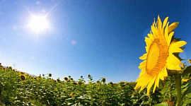 Was macht Sonnenblumen die Sonne?