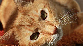 Los poderes curativos, purificadores y edificantes de los gatos