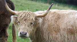 बीबीसी के नरसंहार की कल्पना एक शाकाहारी यूटोपिया जहां जानवरों के समान रहते हैं