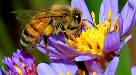 科学者はより弾力のあるハチミツを繁殖させることができますか？