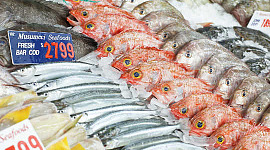 Ikan Mislabeled Menampilkan Banyak Sushi