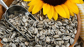 Aflatoksin adalah kanker yang menyebabkan jamur yang ternyata juga ada di biji bunga matahari