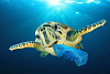 Πώς οι πλαστικές σακούλες βλάπτουν το περιβάλλον και τη θαλάσσια ζωή μας