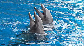Як дельфіни вчаться працювати разом заради нагород