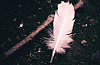 A Feather for Your Dream Journeys Into Healing