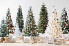 لا تشدد على نوع شجرة عيد الميلاد لشراء إذا كنت تستخدم أو السماد