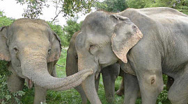 פילים בוכים וחולדות מצחקקות - גם לבעלי חיים יש רגשות