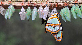 Le farfalle ricordano di essere bruchi?