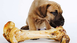 Pitäisikö ruokkia lemmikkieläinten raakaa lihaa? "Perinteisen" koiran ruokavalion todelliset riskit