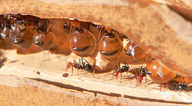 Vespe, afidi e formiche e gli altri mieli