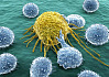 Hoe het immuunsysteem van het lichaam kan worden genezen door een wapen te maken tegen kanker
