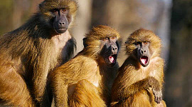 Los tres monos y las tres necesidades humanas básicas: seguridad, satisfacción y conexión