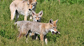 Wie sich Coyote-Welpen an das Leben der Menschen anpassen