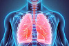 Làm thế nào phổi của bạn thực sự tuyệt vời