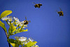 O que as abelhas inteligentes podem ensinar aos humanos sobre inteligência coletiva