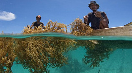 زراعة الأعشاب البحرية يمكن أن تساعد حقا في مكافحة تغير المناخ