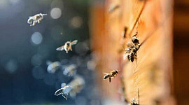 Paano Makatutulong ang Urban Keepers Bee I-save ang Wild Bees
