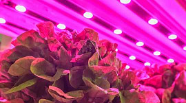 Micro-naps สำหรับพืช: การเปิดและปิดไฟสามารถประหยัดพลังงานได้โดยไม่กระทบต่อผลผลิตทางการเกษตรในร่ม