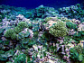 Η βιοποικιλότητα βοηθά τους κοραλλιογενείς υφάλους να ευδοκιμήσουν - και θα μπορούσαν να αποτελέσουν μέρος στρατηγικών για να τους σώσουν