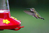 Bakit Hindi Kumuha ng Fat o Masakit ang Hummingbirds Mula sa Pag-inom ng Asukal Nectar?