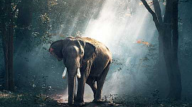 Gajah di Kamar: Anda Bisa Mengabaikan Dia Tapi Dia Masih Ada