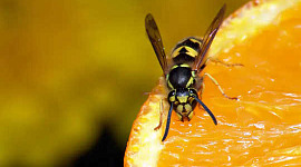 Por que as vespas se tornam tão irritantes no final do verão