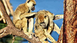Mannlige bavianer med kvinnelige venner lever lenger