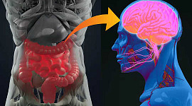 您的腸道微生物組如何與癡呆，帕金森氏病和MS相關聯