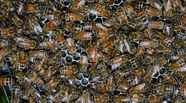Honingbijen blijven gezond in zulke kleine ruimtes