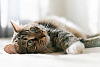 Menonton Video Kucing Online Menurunkan Stres Dan Membuat Anda Bahagia