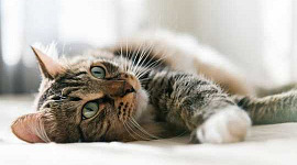 צפייה בקטעי וידאו מקוונים של חתולים מורידה מתח ומשמחת אותך