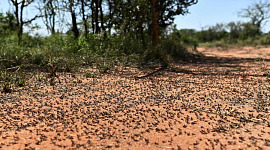 Keçiboynuzunda Daha Büyük İkinci Locust Krizi Dalgası Olarak Doğu Afrika için benzeri görülmemiş bir tehdit