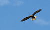 Eagle Speaks: Die krag en grootheid van The Bald Eagle en sy boodskap