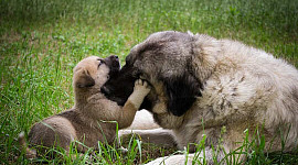 Image d'un chien et chiot touchant le nez